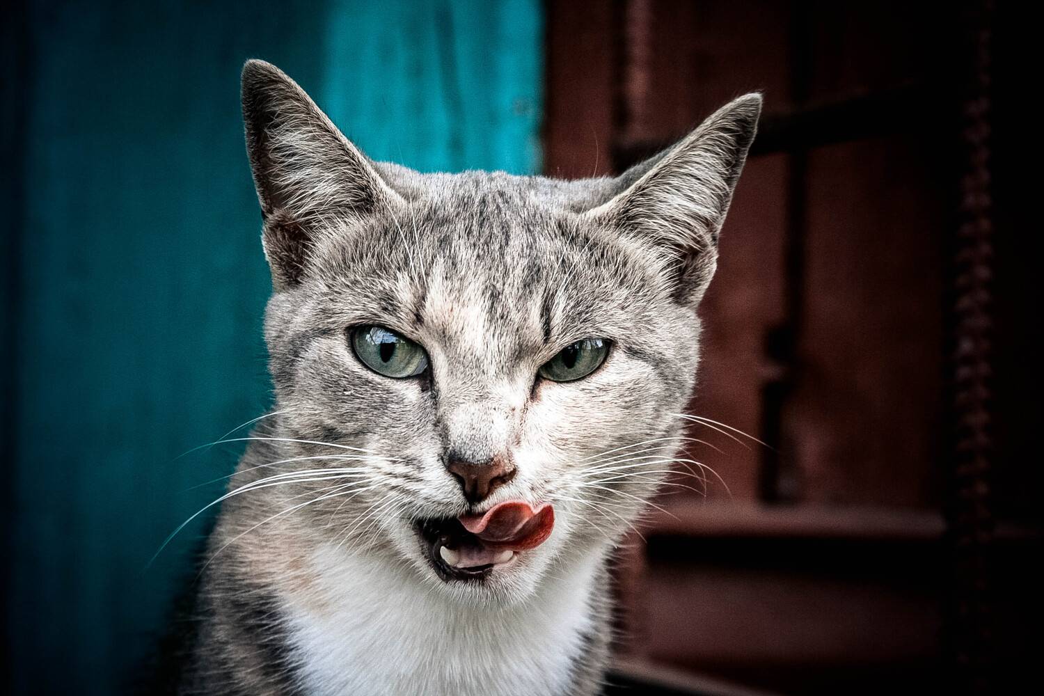 кошка, портрет, Воробьёв Евгений