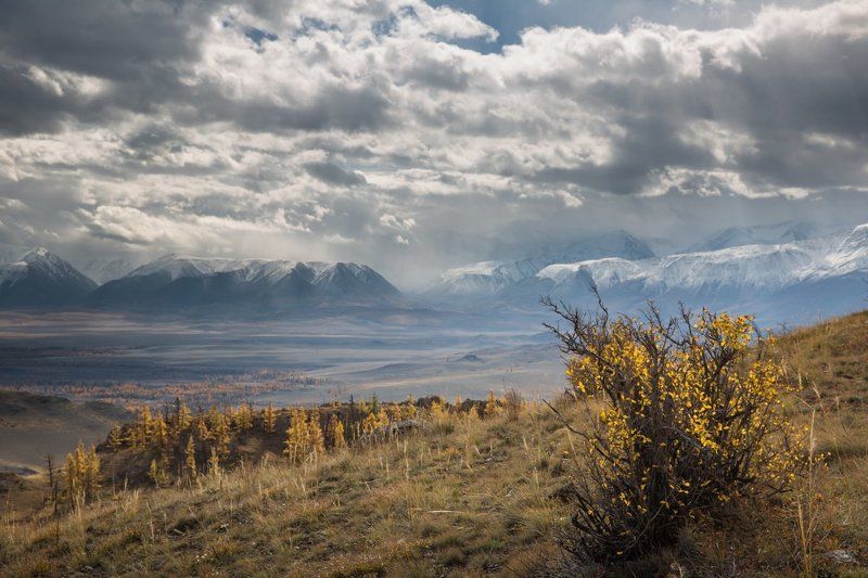алтай, курайская степь, горы, лиственница, осень,  северо чуйский хребет, курайский хребет , река ,тучи, облака, золото, сентябрь, река чуя, Курайская степь фото превью