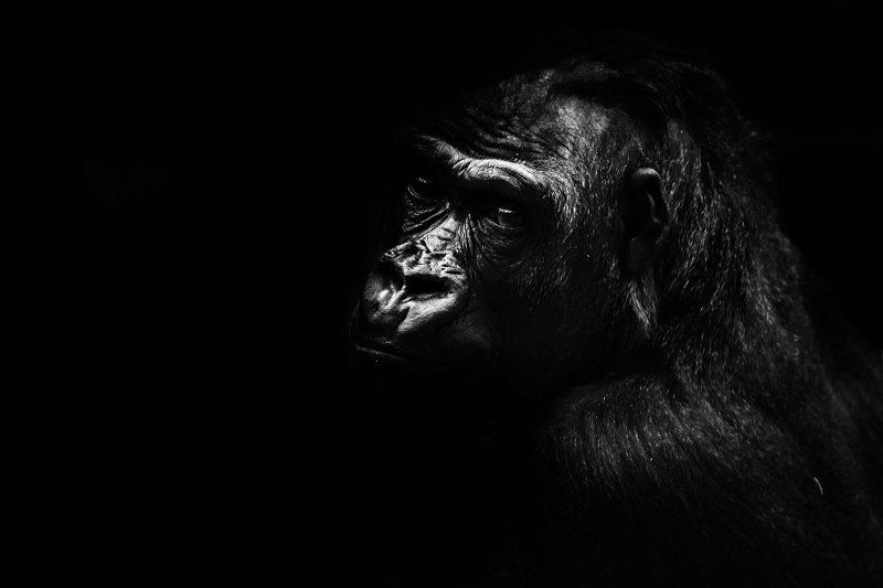 B&W ZOO animals фото превью