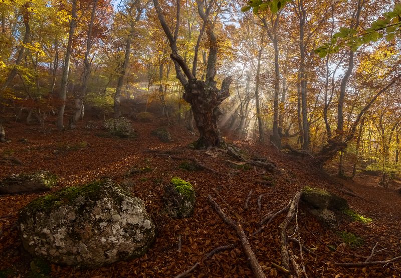 крым,буковый лес,туман Сказка букового леса. фото превью