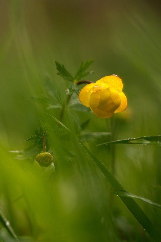 Купальница,цветы,цветок,природа,макро,растения,macro,flowers Дождливый вечер фото превью
