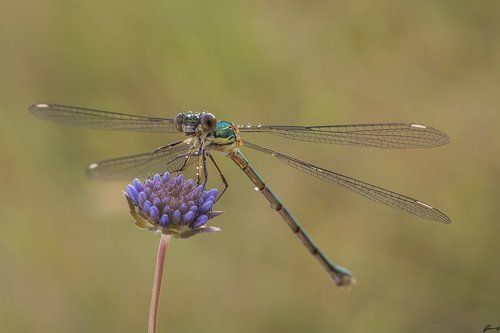 Lestes viridis