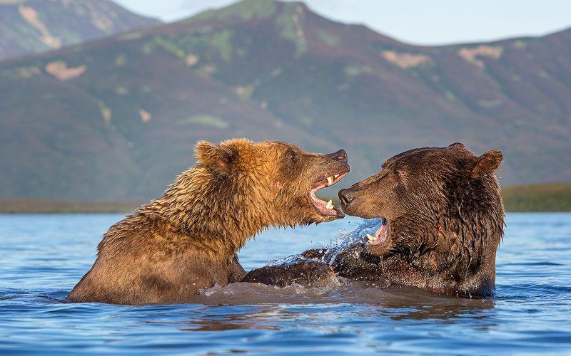 Камчатка, медведи Дорогая! Да не пил я пиво!!!! фото превью