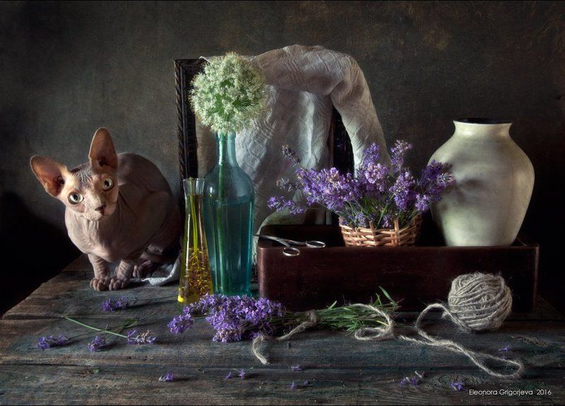 Кошка, Лаванда, Лето, Натюркотики, Сиреневый, Сфинкс Лаванда фото превью
