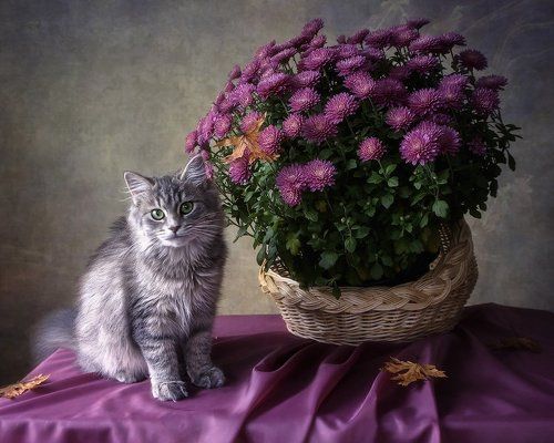Мой любимый куст хризантем расцвел