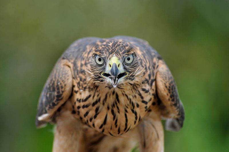 #nature #landscaspe #nikon #national parck #spring #instagram After Attack ... фото превью