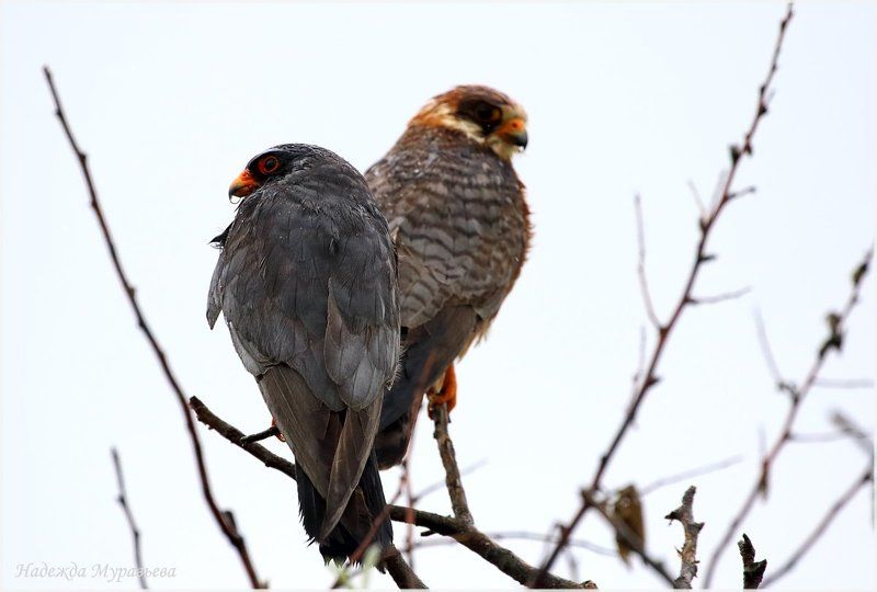 кобчик,  falco vespertinus Дождь фото превью