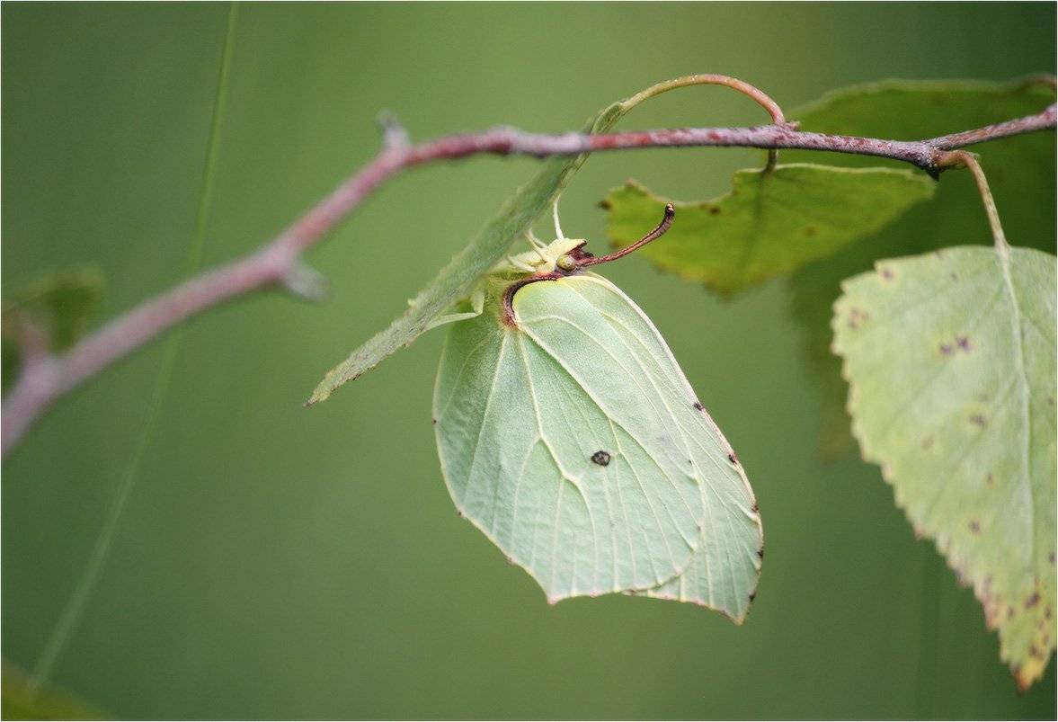 бабочка, лимонница, крушинница, КарОл
