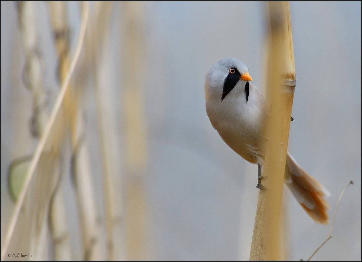 усатая синица, Александр Чувилин