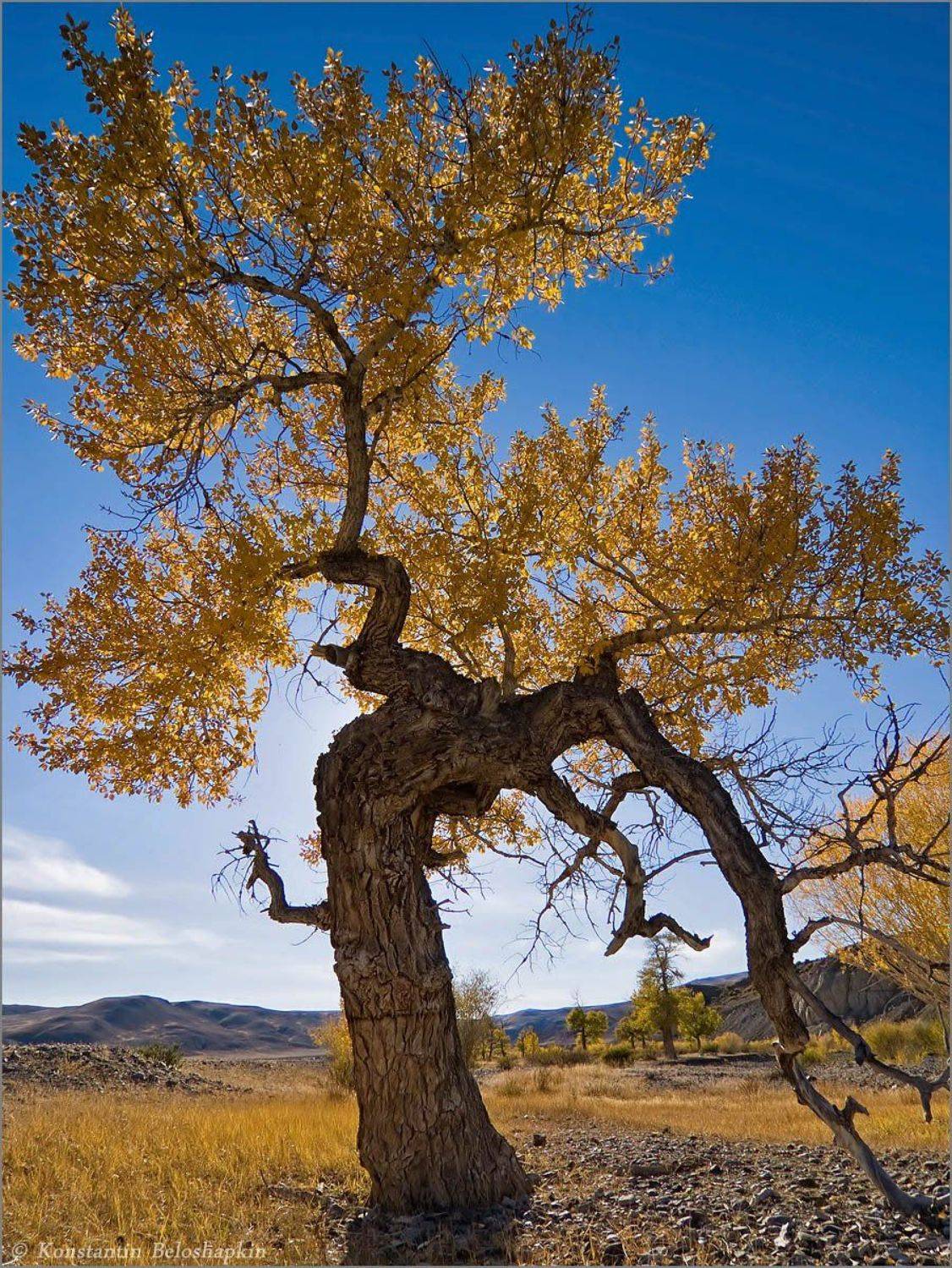 энты, реликтовые тополя, алтай, Константин Белошапкин
