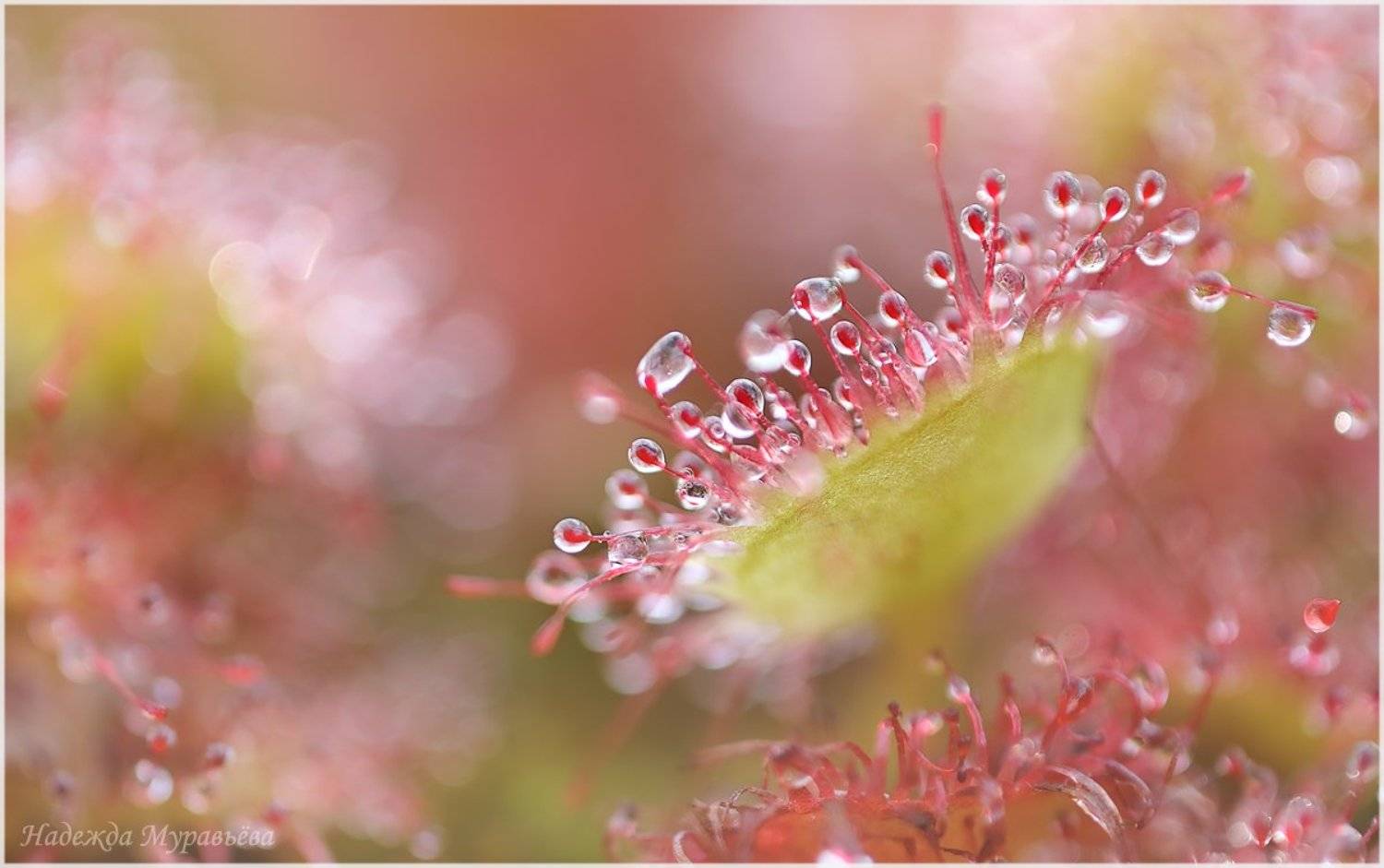 росянка, круглолистная,  drosera, rotundifolia, Надежда Муравьёва