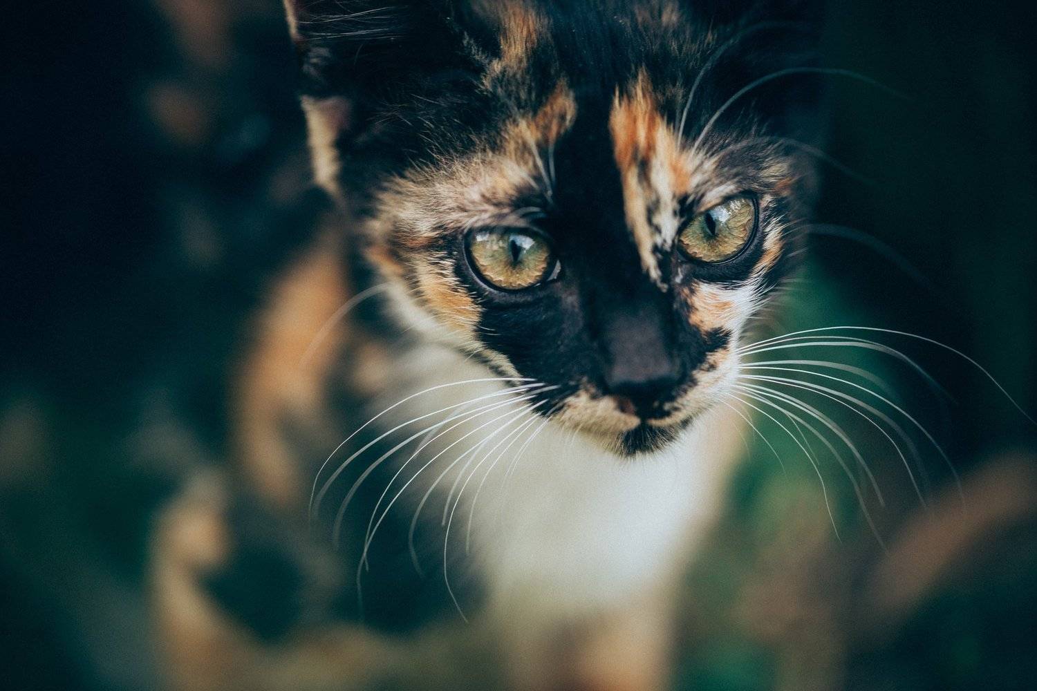 , Сибас Татьяна