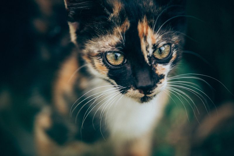 фото превью