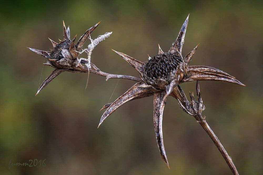 , Игорь ФУММ