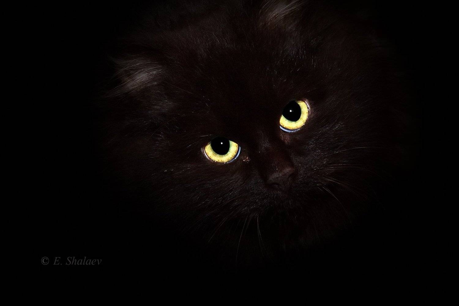 кот, Евгений