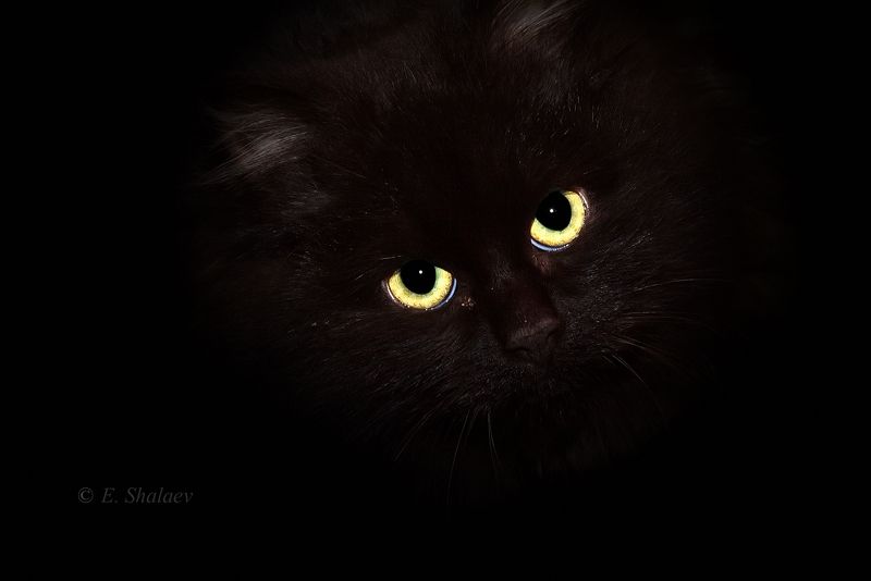 кот Бегемот фото превью