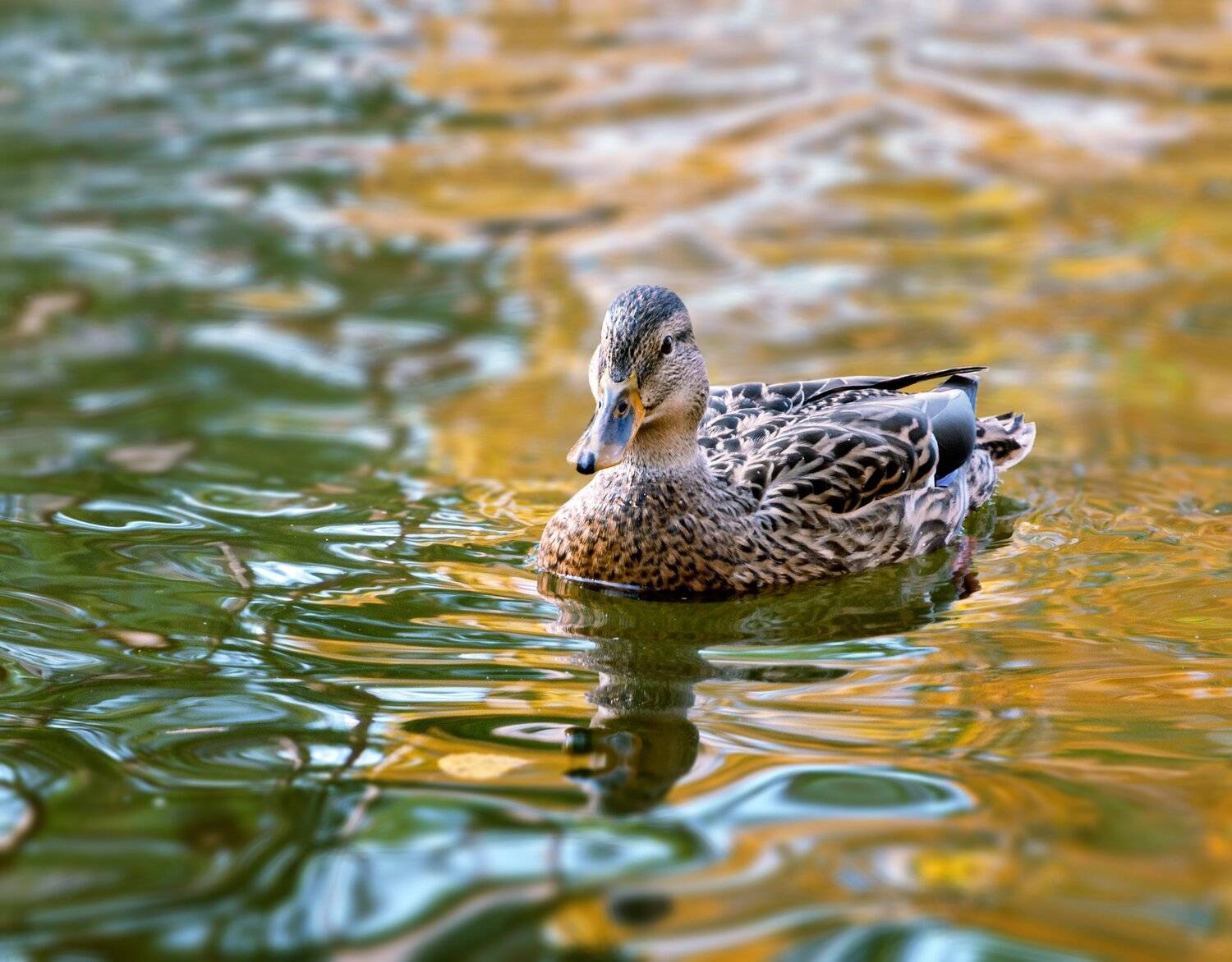 , Олег Богданов