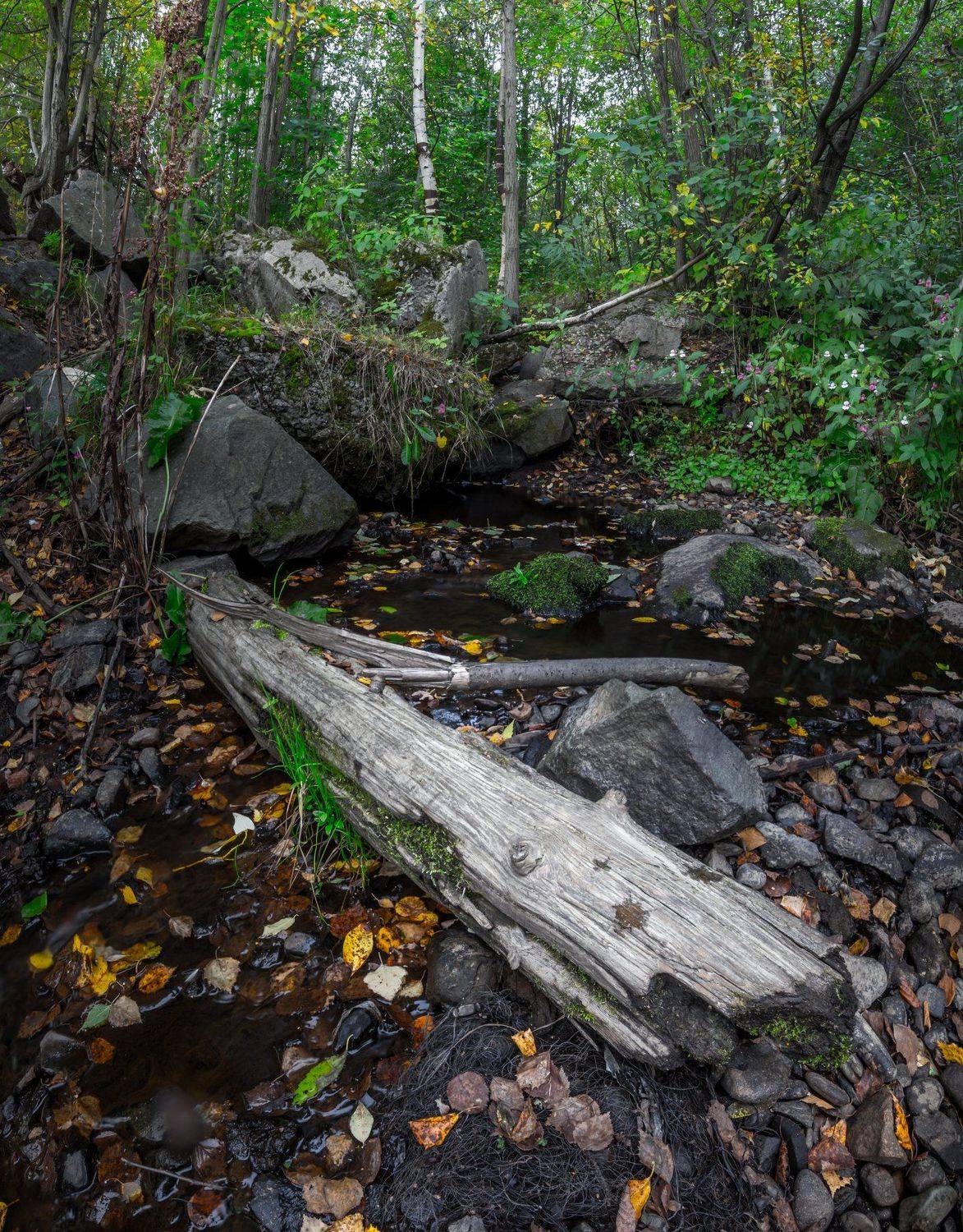 Лес, панорама, деревяшка, зеленый, Михаил Проскалов