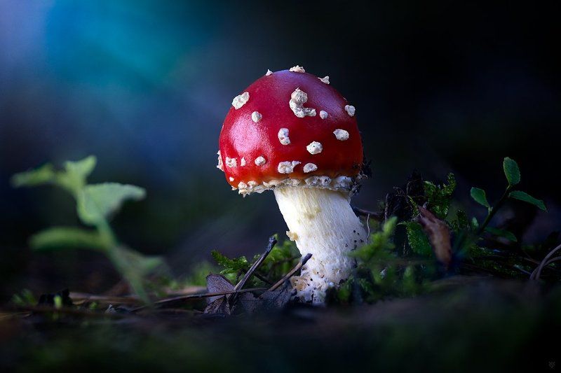 Amanita