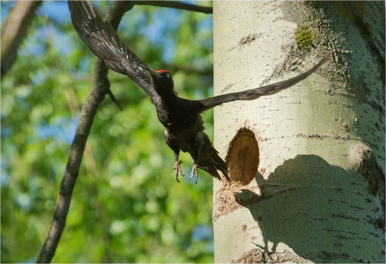 , Руслан Сигушин