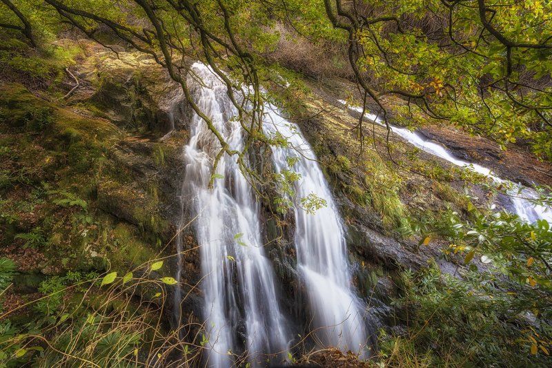 Сказочный лес! фото превью