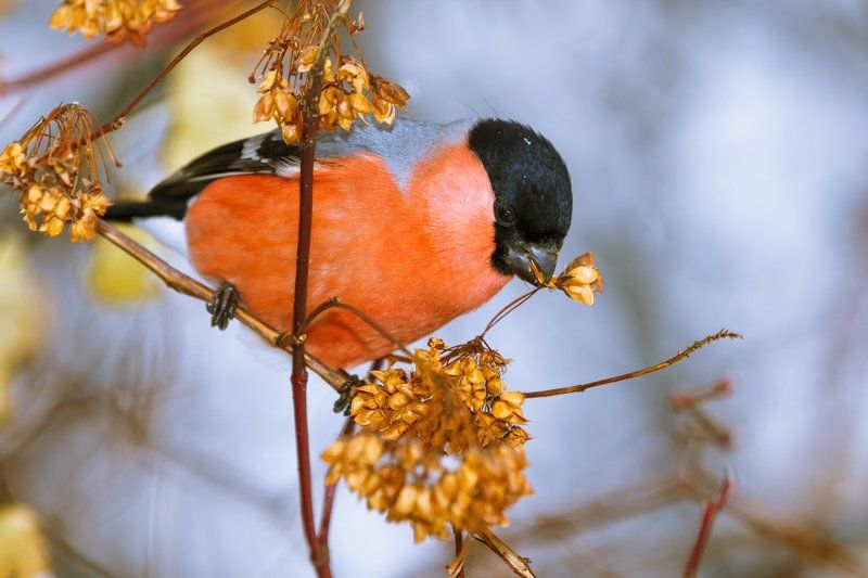 Зимнее настроение фото превью