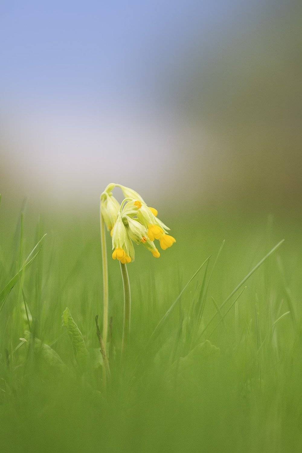 первоцвет, Наталья