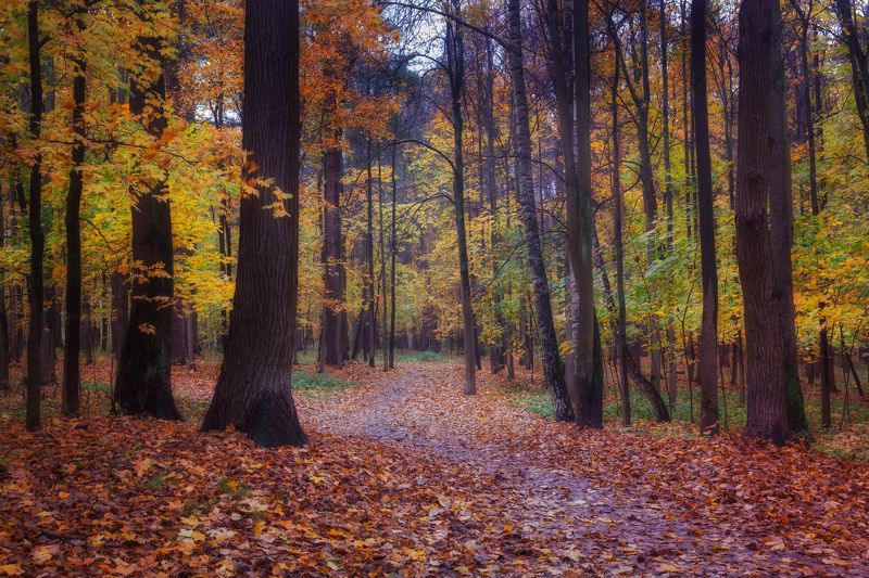 Осенняя симфония фото превью