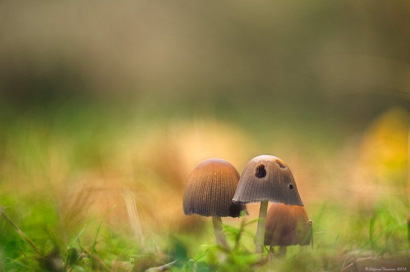 little ones фото превью