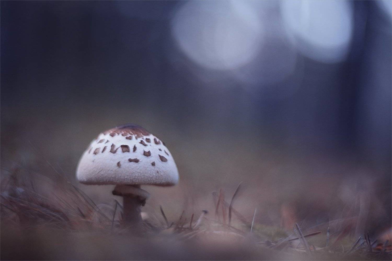 , Наталья Ова