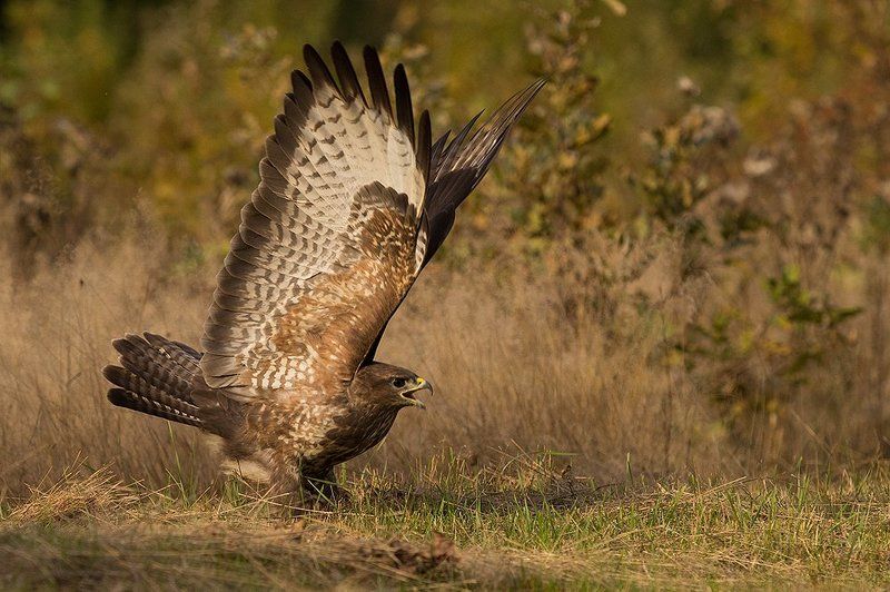 Крик фото превью