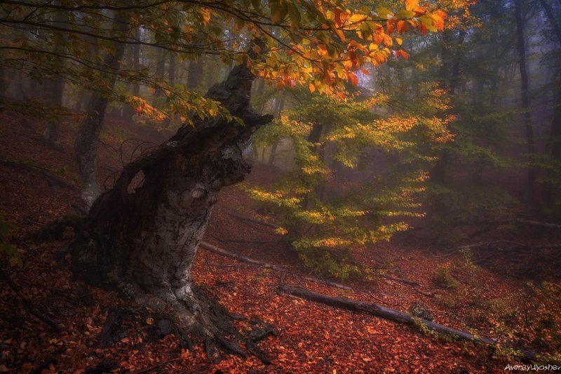 крым, демерджи, осень, лес, туман В лесной глубине фото превью
