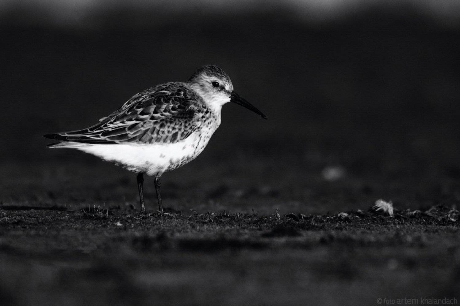 , Артем Халандач