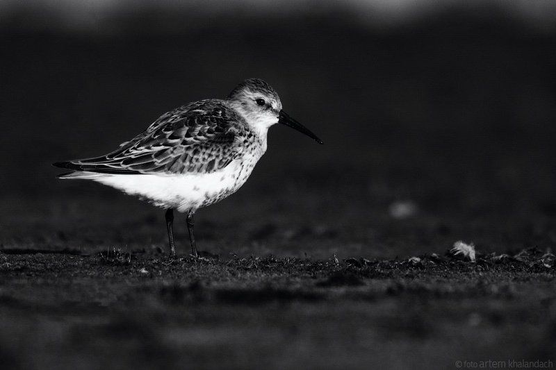 Кулик фото превью