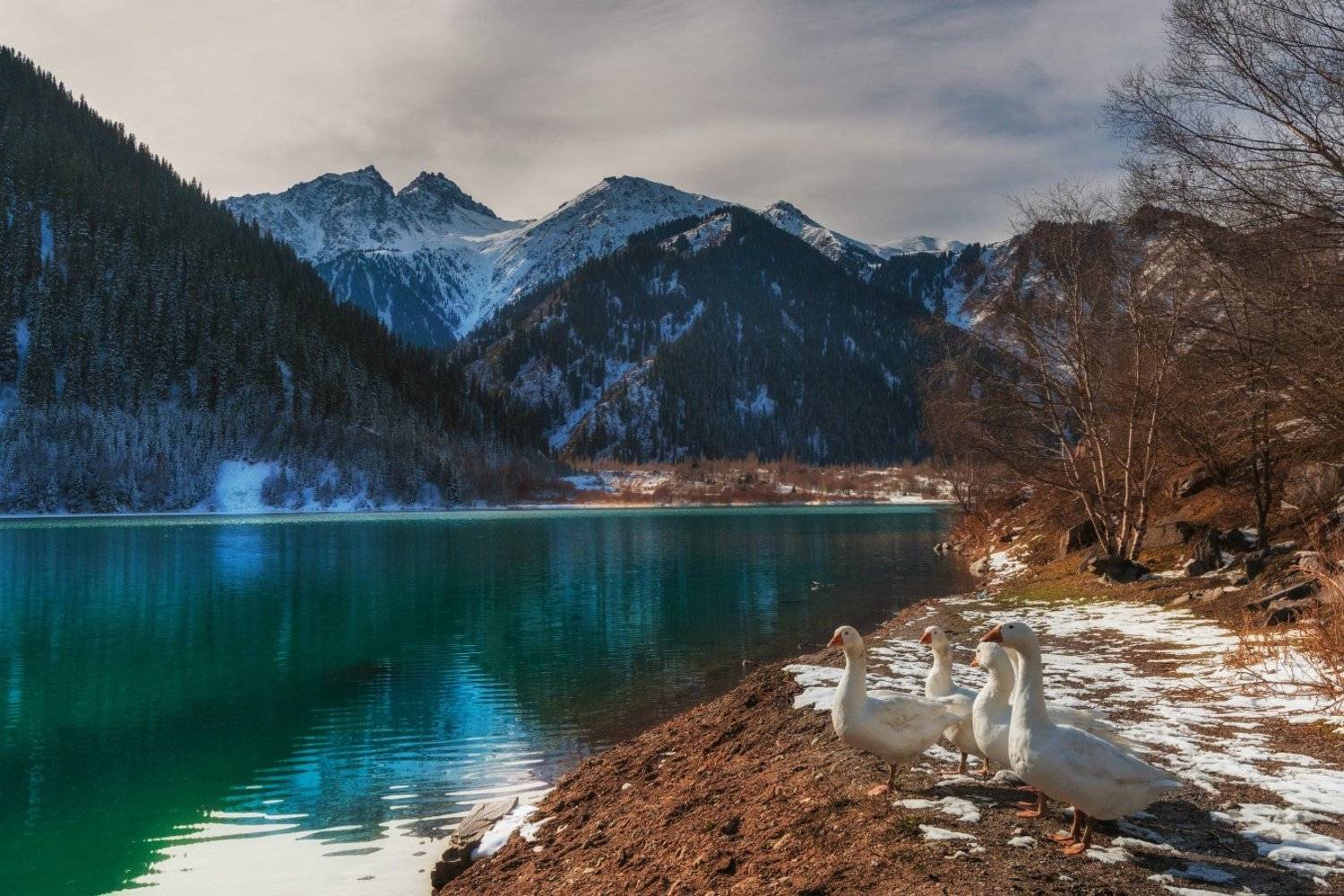 горы, осень, озеро, иссык, гуси, Ольга Кулакова