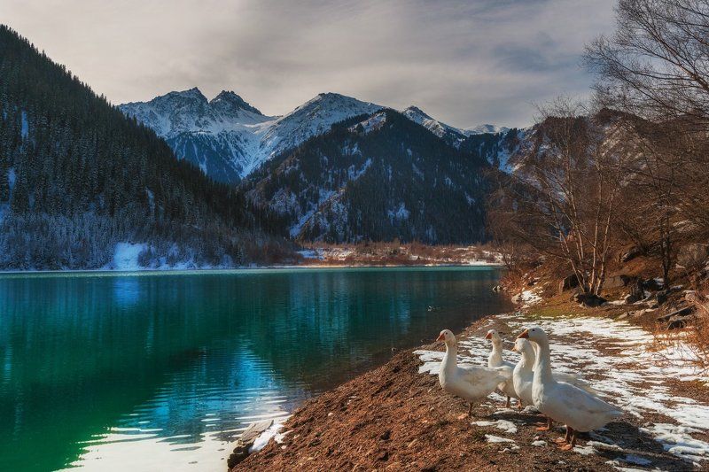 горы, осень, озеро, иссык, гуси Пейзаж с гусями фото превью