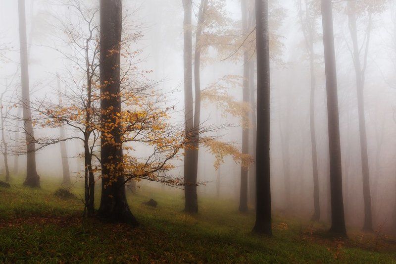 гора, лес, осень, туман Осень моя, люблю тебя! фото превью
