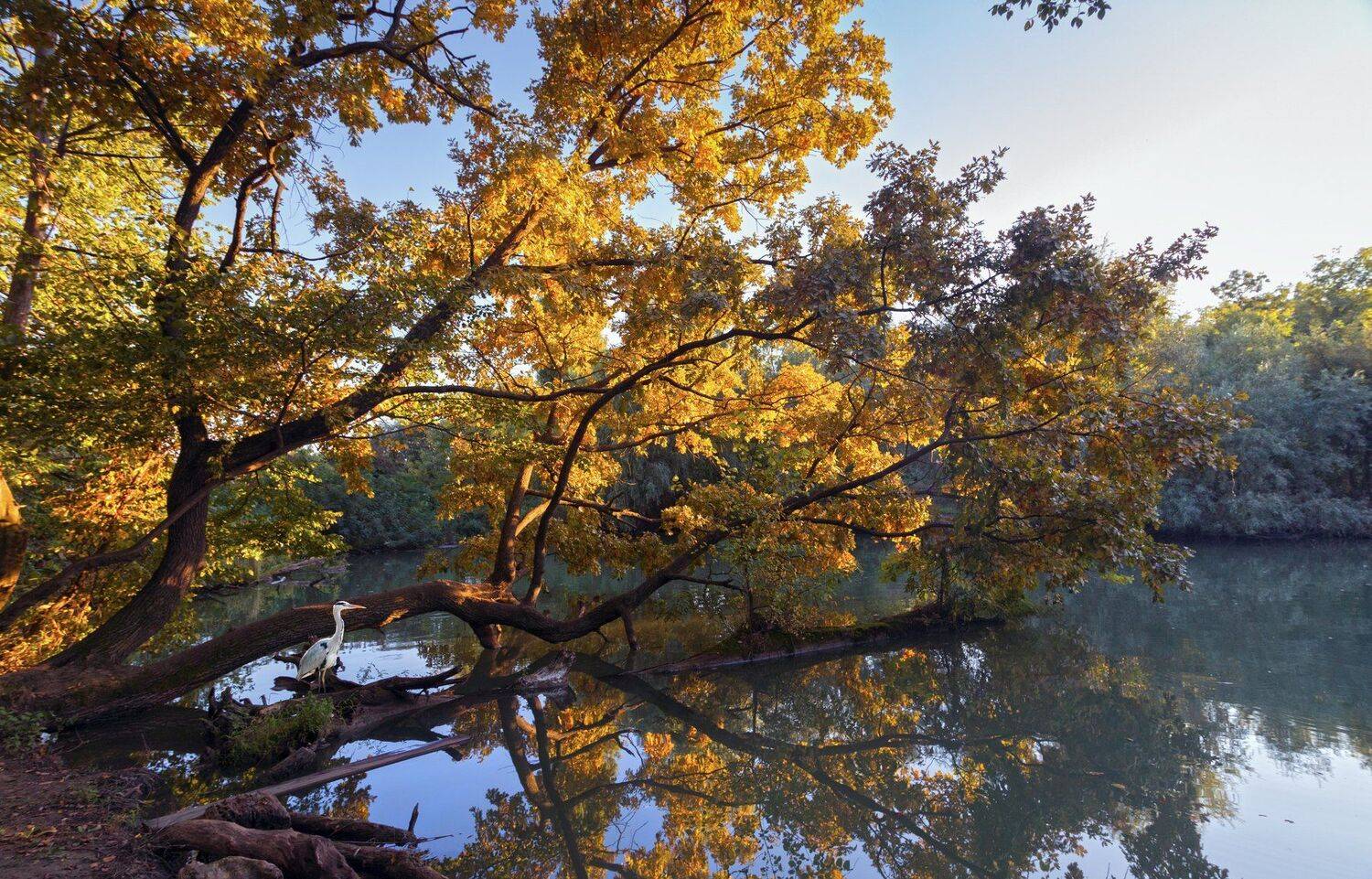 , Алексей Рыльский