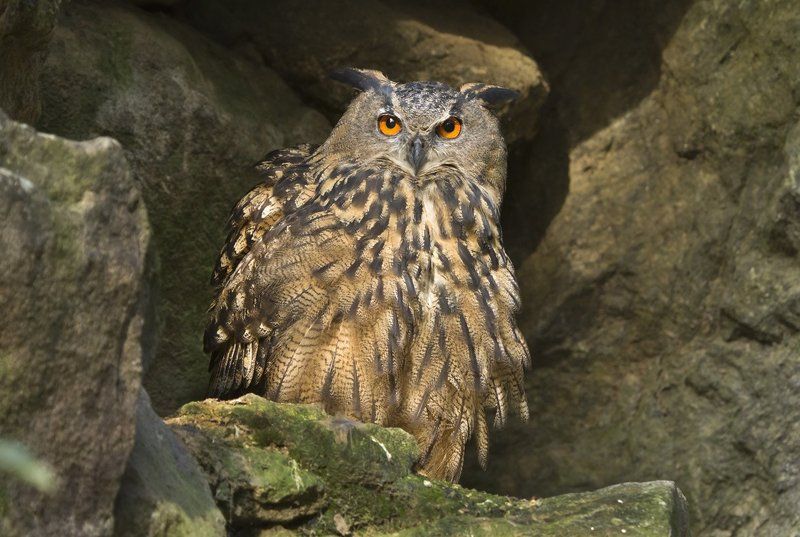 Филин фото превью