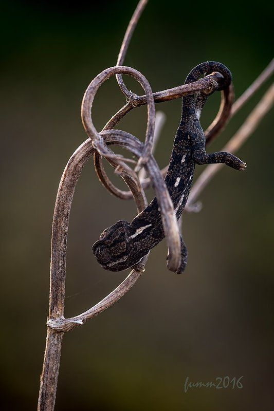 РАЗВЯЗКА.ХАМЕЛЕОН. фото превью