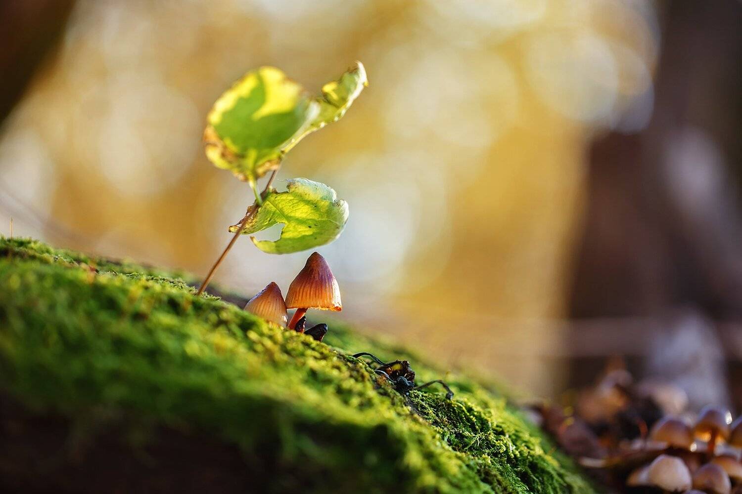 макро,грибы,осень,лес,листья, Инна Сухова