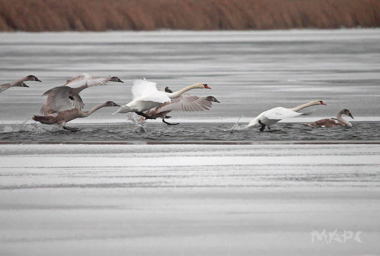 животные птицы лебеди озеро кандры-куль башкортостан ноябрь, Шангареев Марс