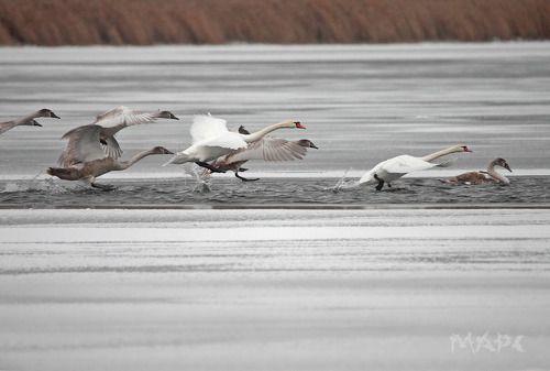 Перед дальней дорогой.