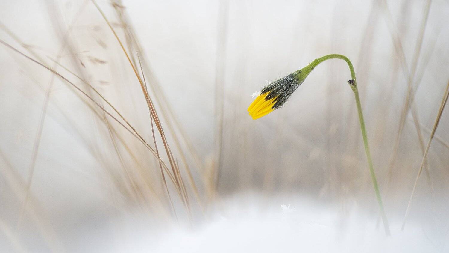 цветы,цветок,зима,первый снег,макро,растения, Александр Иванов