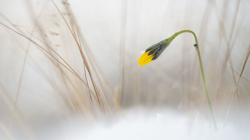 Сила воли фото превью