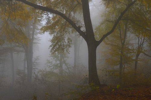 Буковый лес