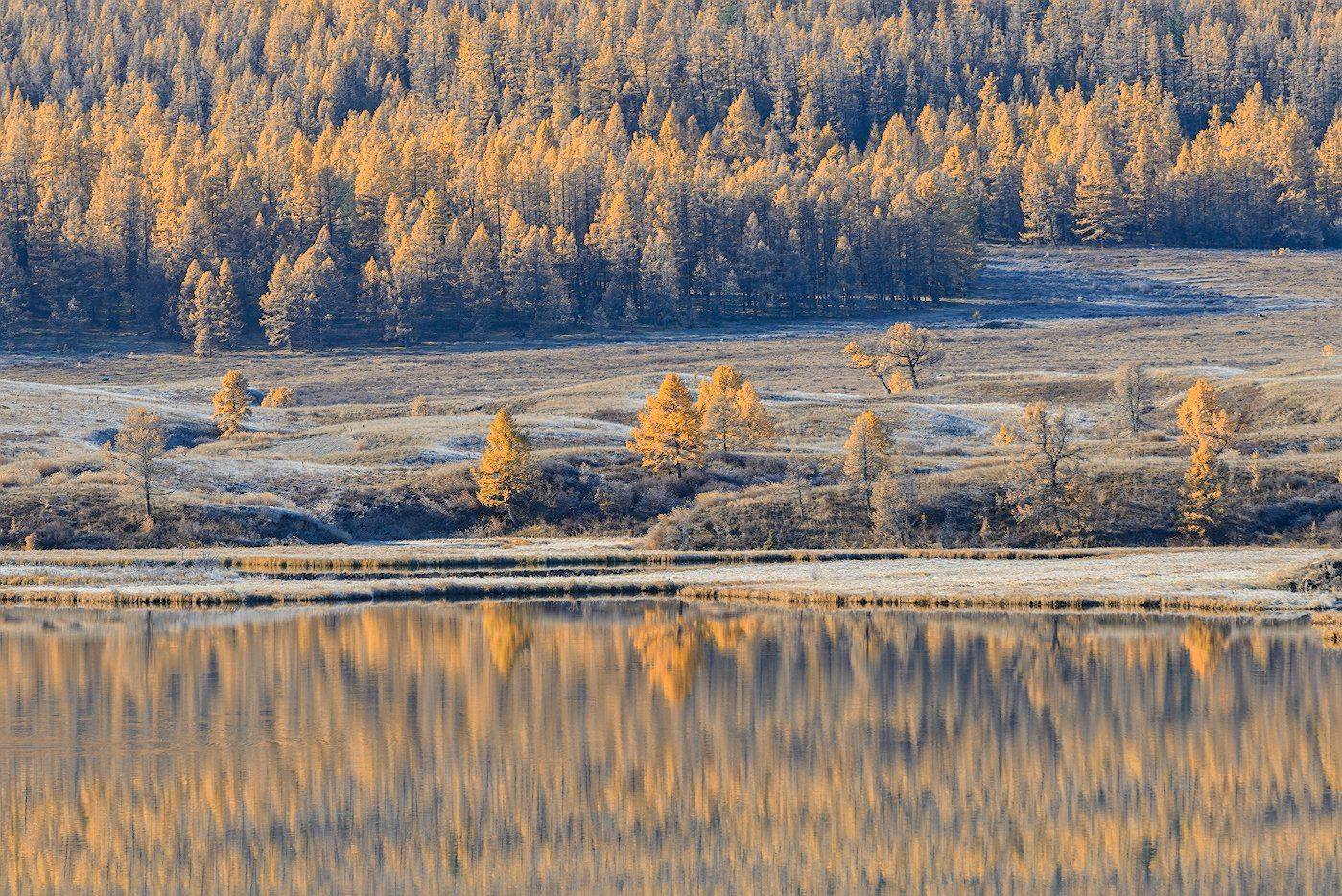 пейзаж, алтай, осень, лес, дерево, Dmitriy  Baginskiy
