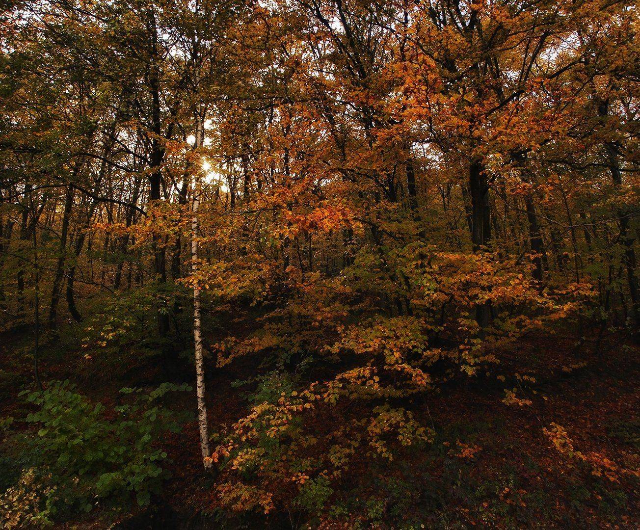 , Димитър Стоянов