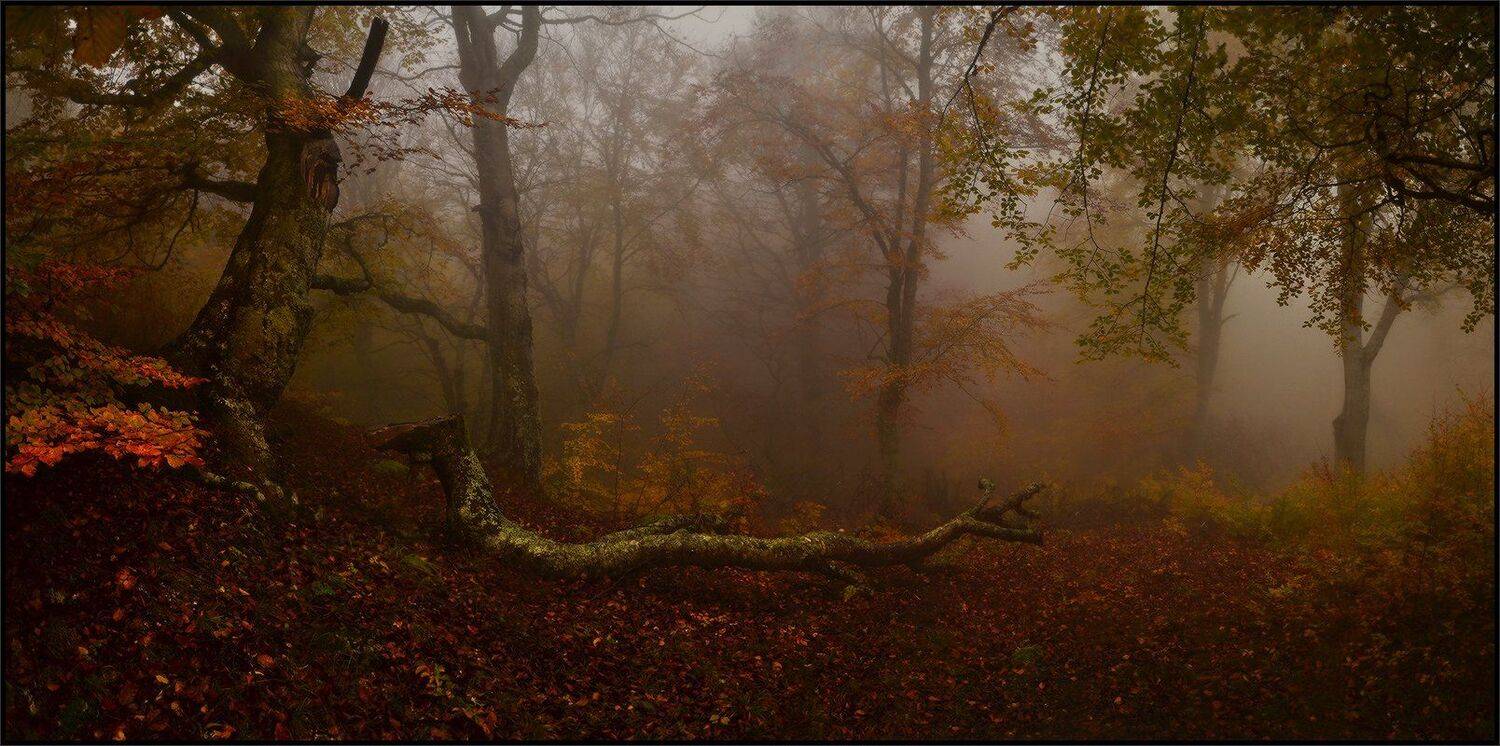 , Владимир Метцгер
