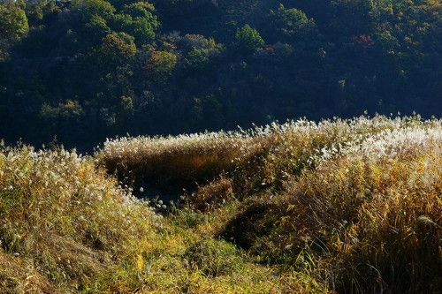 Pampas grass flowers in autumn